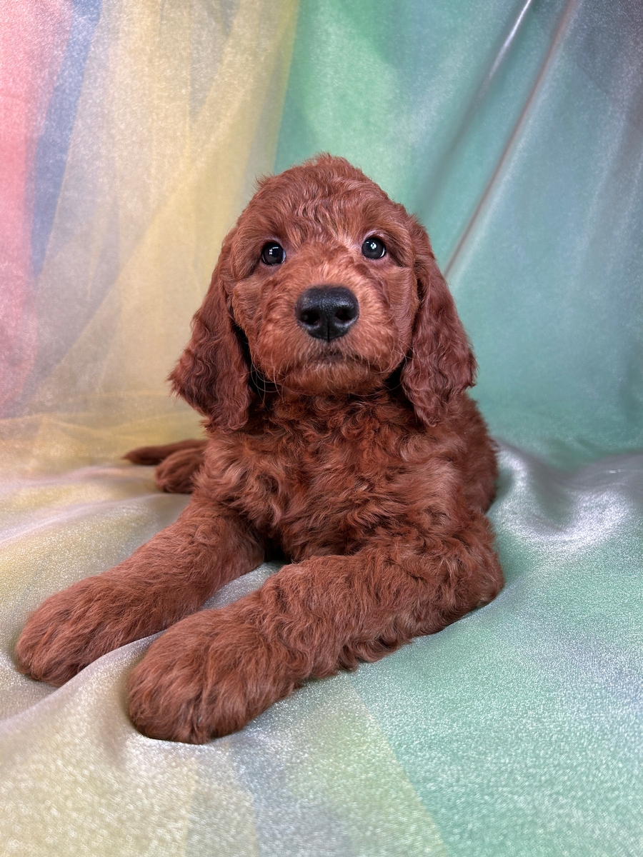 Dark Red F1b Puppy for Sale, Miniature Goldendoodle $1000